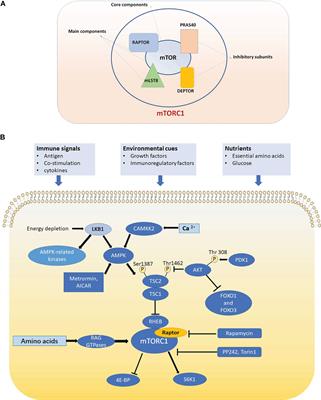 The role of Raptor in lymphocytes differentiation and function
